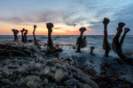 Frozen Willows