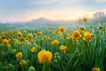 Field of Buttercups