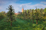 In the Orchard