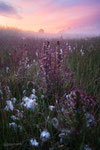 Morning's Embrace