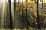 Last Colors of Autumn