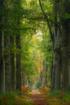 Ancient Beech Avenue