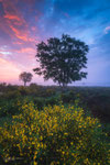 Colors of Spring
