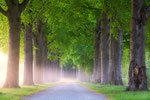 Forest of Wonders