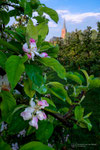 Apple Tree Blossom