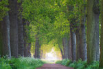 Oaky Road