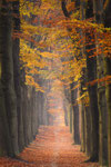 Autumn Memories