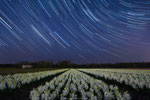 Flower field under a Sky Full of Stars