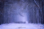 Dreamy Winter Forest