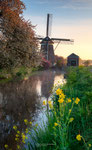 Springtime Dream