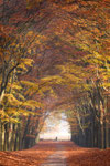Autumn Walk