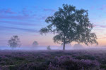 The Promise of August