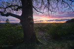 Oaky Sunset