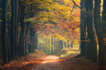 Autumn Colors