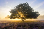 Sunny Morning