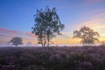New Dawn