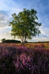 A Beautiful Evening at the Heath