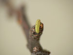 Thecla betulae (Nierenfleck-Zipfelfalter, Jungräupchen) / CH BE Arni (aus Eiern von Ursula Beutler) an Prunus spinosa 