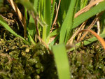 Lasiommata maera (Braunauge, überwinternde Raupe tief im Gras, Bildmitte) / CH BE Hasliberg 1050 m, 01.11.2014