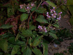 Origanum vulgare (Wilder Majoran) / Lamiaceae