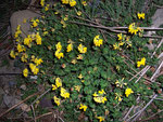 Lotus corniculatus (Gew. Hornklee) / Fabaceae
