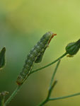 Hecatera bicolorata (Hasenlatticheule) / CH BE Hasliberg 1050 m, 14. 07. 2023