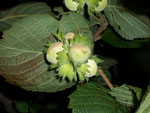 Corylus avellana (Hasel) / Betulaceae