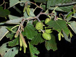 Alnus glutinosa (Schwarzerle) / Betulaceae