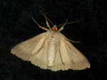 Lygephila craccae (Randfleck-Wickeneule) / CH BE Hasliberg 1050 m, 27. 09. 2012