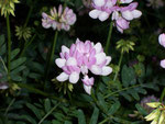 Coronilla varia (Bunte Kronwicke) / Fabaceae