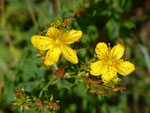 Hypericum perforatum (Tüpfel-Johanniskraut) / Hypericaceae