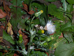 Senecio vulgaris (Greiskraut) / ASTERACEAE