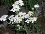 Achillea millefolium (Schafgarbe) / ASTERACEAE