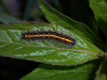 Euplagia quadripunctaria (Russischer Bär) / CH BE Hasliberg 1050 m, 18. 05. 2010