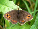 Erebia aethiops  (Graubindiger Mohrenfalter, Weibchen) / CH BE Hasliberg 1050 m, 04. 08. 2011