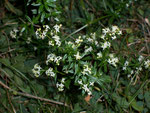 Galium album (Weisses Labkraut) / Rubiaceae