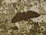 Eupithecia latipennata / Portugal Madeira, Tabua Furnas ca 600 m, 08. 02. 2015