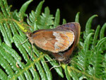 Erebia aethiops  (Graubindiger Mohrenfalter) / CH TI Val Colla Bogno-San Lucio 1250 m, 25. 07. 2011