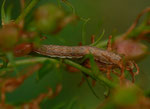 Actinotia polyodon (Vielzahn-Johanniskrauteule) / CH BE Hasliberg 1050 m,  18. 08. 2022 an Hypericum