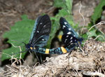 Amata phegea (Weissfleck-Widderchen) / CH TI Verzascatal Vogorno, 27. 06. 2011