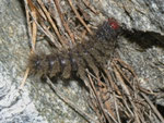 Amata phegea (Weissfleck-Widderchen) / CH TI Centovalli Verdasio 711 m, 10. 04. 2013