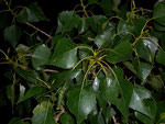 Populus (Pappel) / Salicaceae