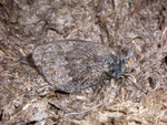 Erebia pronoe / CH TI Alpe di Magnello 1800 m, 09. 10. 2007