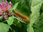 Ocnogyna parasita (Parasitierter Bär) / CH VS Mund Roosse 1496 m, 03. 07. 2014 (am Waldrand)