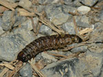 Apamea lithoxylaea (Weisslichgelbe Grasbüscheleule) / CH BE Hasliberg 1250 m, 29. 05. 2023