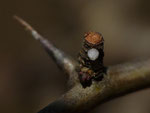 Allophyes oxyacanthae (Weissdorn-Eule) / CH TI Cugnasco Monti Velloni 1022 m, 25. 01. 2019 (auf Crataegus)