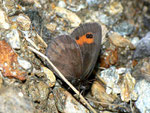 Erebia aethiops  (Graubindiger Mohrenfalter, Männchen) / CH TI Val Collo Bogno 1250 m, 25. 07. 2011