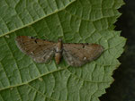 Eupithecia absinthiata (Kreuzkraut-Blütenspanner, Zuchtfalter) / CH BE Hasliberg 1150 m, 21. 06. 2015