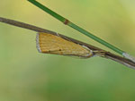 Xanthocrambus saxonellus (Gelber Steppnegraszünsler) / CH BE Hasliberg 1090 m, 16. 08. 2014