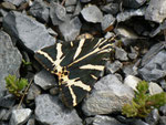 Euplagia quadripunctaria (Russischer Bär) / CH BE Hasliberg 1150 m, 16. 08. 2014